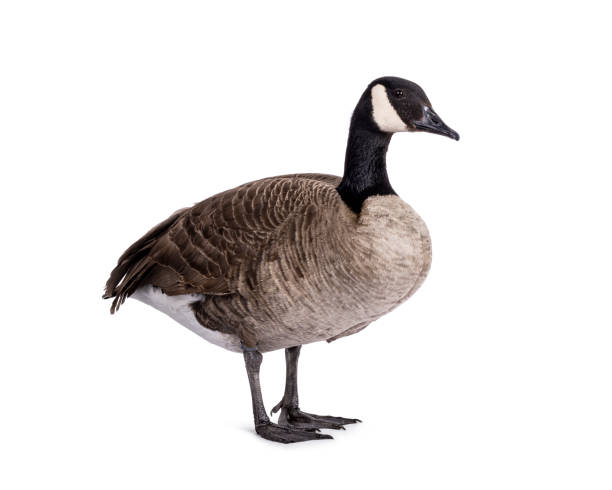 istock Small Canadian Goose on white background 2204921219