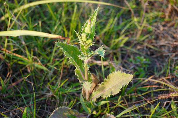 A Prickly Sow Thistle plant is growing on the grassy field