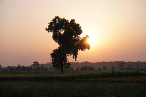 istock A tree silhouetted against a sunset sky in what appears to be a rural landscape 2204922232