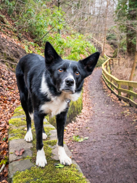 A fluffy border collie dog with black and white fur is playing with a stick in a forest on a sunny day