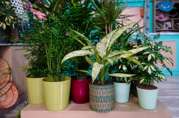 istock Potted plants decorating a flower shop displaying lush greenery 2204923669