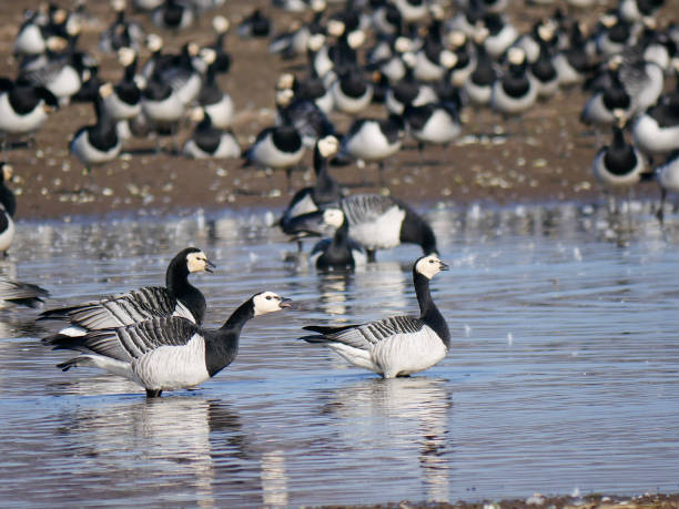 istock Big flock of Canada geese 2204924083