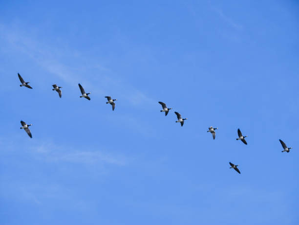 istock Big flock of Canada geese flying 2204924111