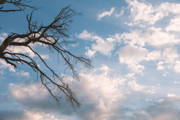Dry tree branches in a South African Game Reserve.