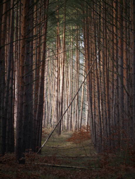 Light at the end of the lane
