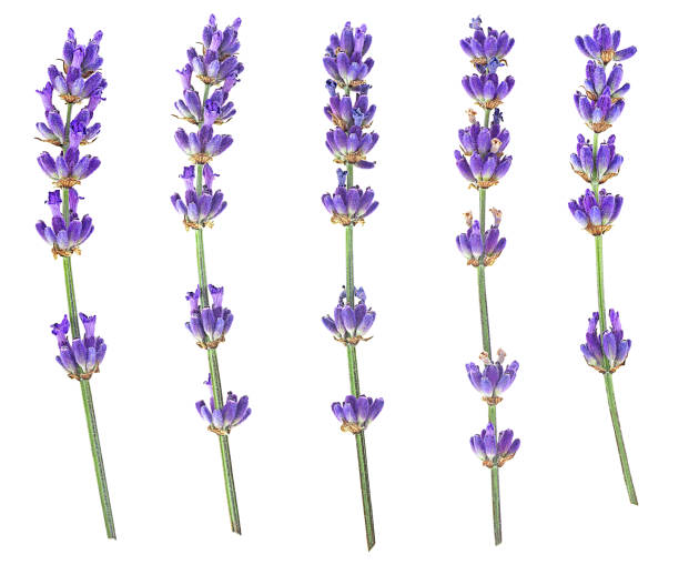 istock Lavender flower twigs isolated on a white background, top view. Lavender branches. 2204925863