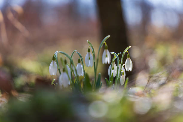 Spring white flower Snowdrop - Galanthus in wild forest
