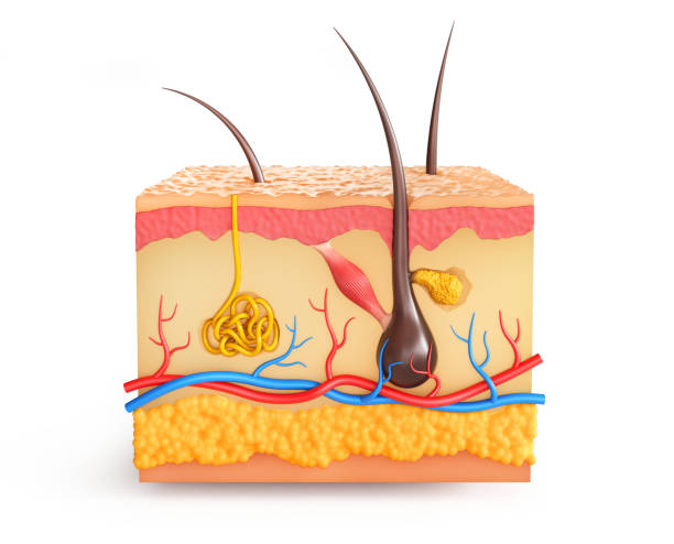 istock Skin anatomy. See layers structure. 3d illustration 2204927371