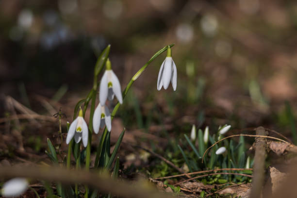 istock Spring white flower Snowdrop - Galanthus in wild forest 2204927374