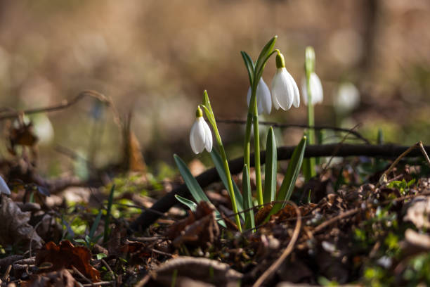 istock Spring white flower Snowdrop - Galanthus in wild forest 2204927418