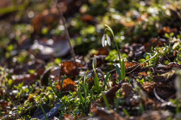 istock Spring white flower Snowdrop - Galanthus in wild forest 2204927431