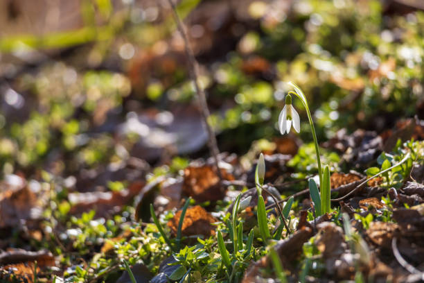 istock Spring white flower Snowdrop - Galanthus in wild forest 2204927456