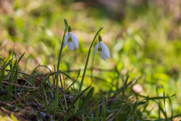 Spring white flower Snowdrop - Galanthus in wild forest