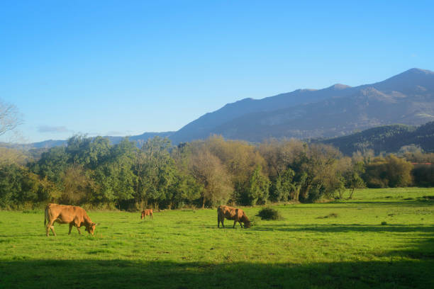 Distant cows  in green field pasture