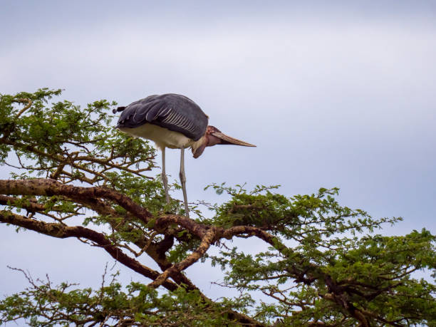 istock A marabou (Leptoptilos crumenifer) stands on a tree and looks up into the sky 2204927768