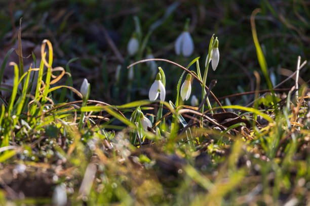 istock Spring white flower Snowdrop - Galanthus in wild forest 2204928289