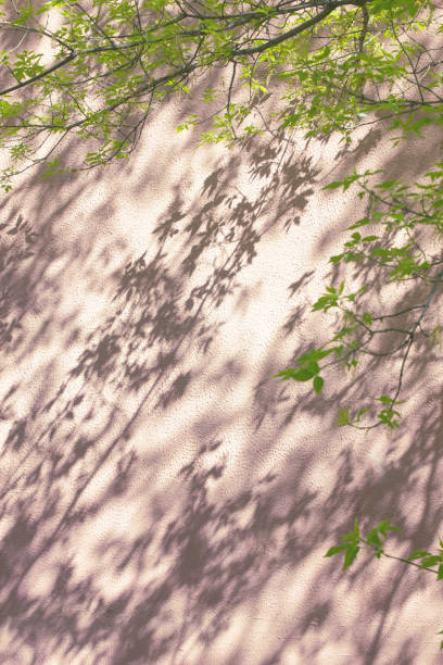 istock Tree shadow and green leaves on a pink wall. 2204931016
