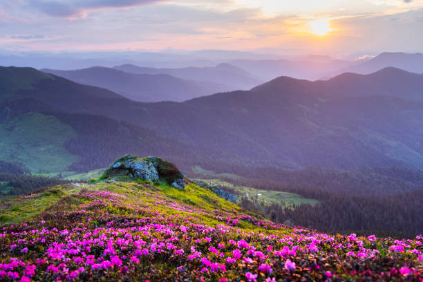 istock Golden sunrise casting a warm glow over a rhododendron-filled mountain 2204931312