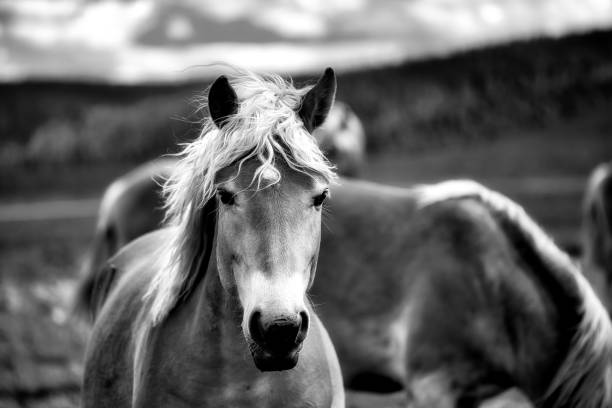 istock Haflinger horses in the Thuringian Forest 2204935068