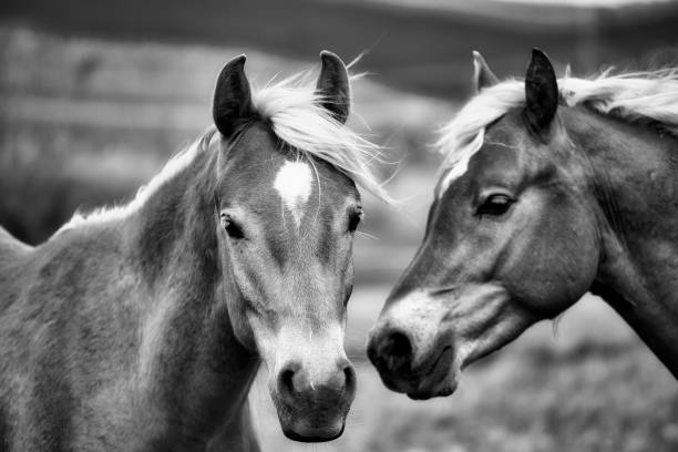 istock Haflinger horses in the Thuringian Forest 2204935070