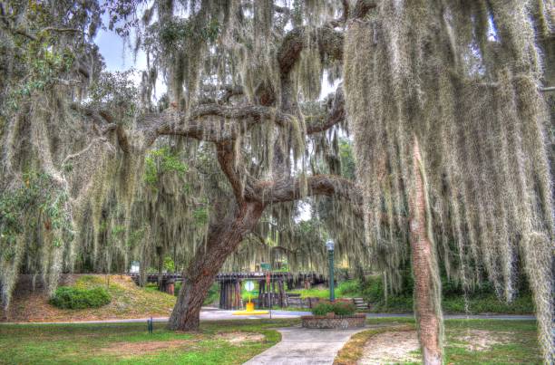 Mount Dora Florida Park, Spanish Moss Hanging From Live Oak Tree.