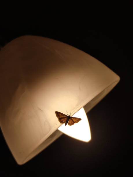 Brown moth fluttering near a glowing light bulb at night in prague, czechia, creating a captivating contrast against the dark surroundings