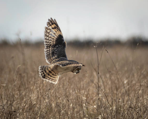 istock Short-eared owl (Asio flammeus) in flight,  about to dive for prey 2204939384