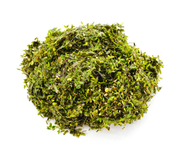 istock A bunch of green duckweed. 2204947531