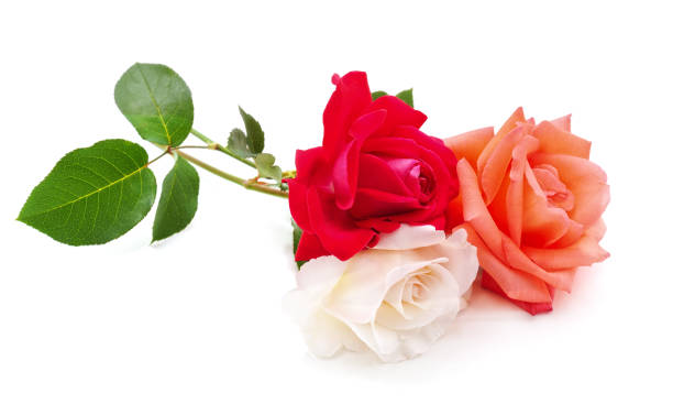 istock Bouquet of multicolored roses. 2204949093