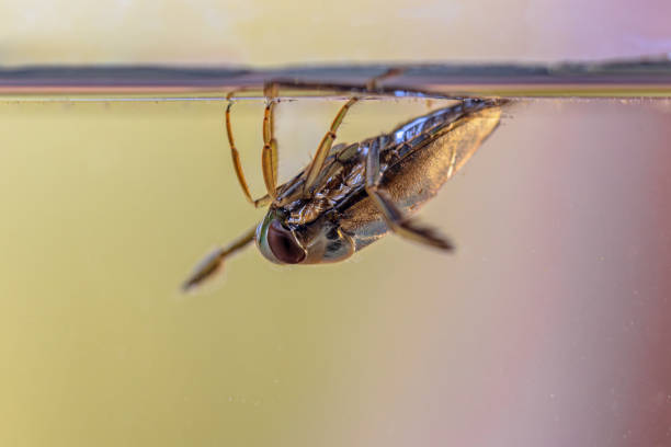 Greater Water-Boatman or Common Backswimmer (Notonecta glauca). Submersed Water Insect swimming on waterlevel in clear water. Wildlife scene of nature in Europe.
