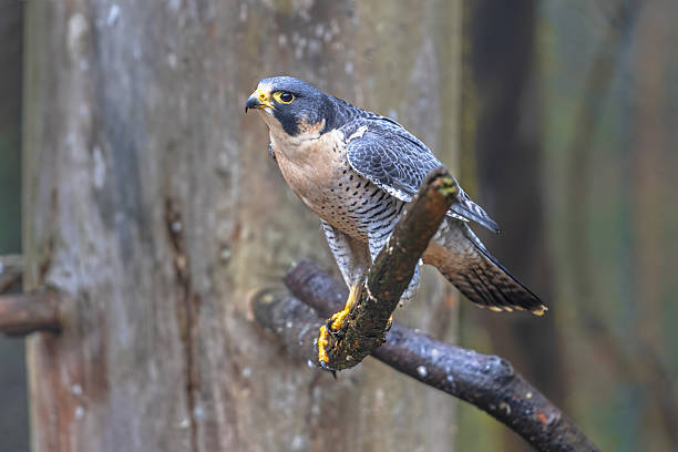 Peregrine falcon (Falco peregrinus) is a cosmopolitan bird of prey (raptor) in the family Falconidae. Wildlife scene of nature.