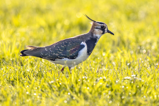 istock Northern lapwing foraging in grassland Netherlands 2204949404