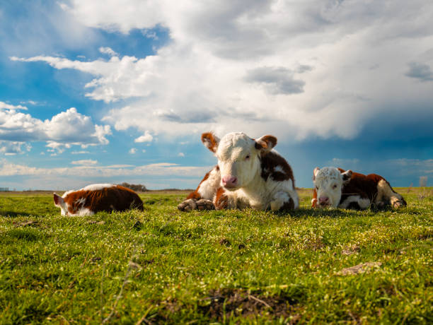 istock A few calves peacefully resting and sleeping on a warm, sunny day in a meadow. 2204951563