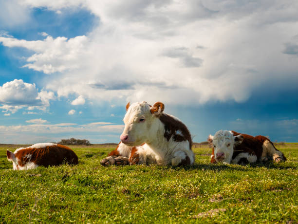 istock A few calves peacefully resting and sleeping on a warm, sunny day in a meadow. 2204951585