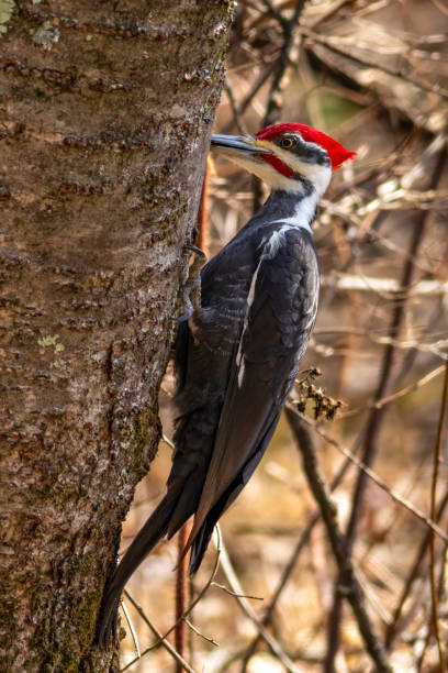 istock Pileated woodpecker 2204954137