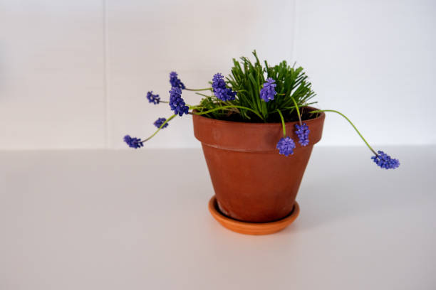 3D rendering of a garden pansy plant with flowers isolated on white background