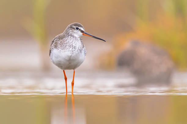 istock Spotted redshank foraging in shallow water 2204957341