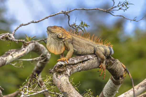 istock Basking green iguana on branch 2204957598