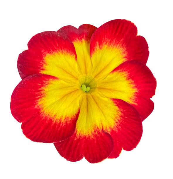 Red and Yellow potted Primrose or Primula plant top view isolated on white background, a popular spring and summer houseplant.