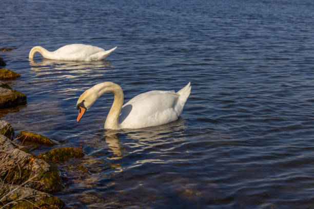 Swan in a lake. Beautiful white swan bird swimming in the river at sunset light. Swans birds searching for food in the water of Danube, Donau river in Europe. Birds fauna of the riverside