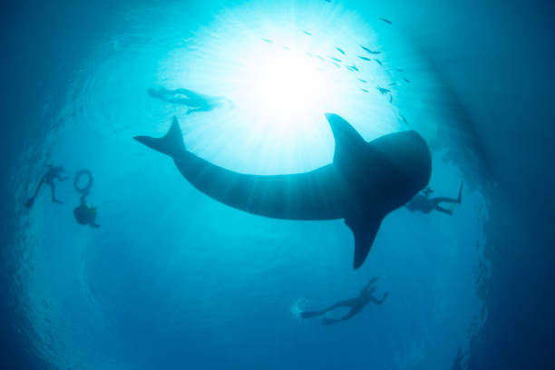 istock A Whale Shark is Silhouetted by Sunlight in Gorontolo, Indonesia 2204961074