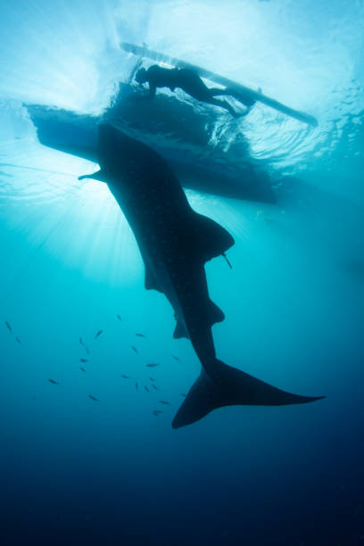 istock A Whale Shark is Silhouetted by Sunlight in Gorontolo, Indonesia 2204961090
