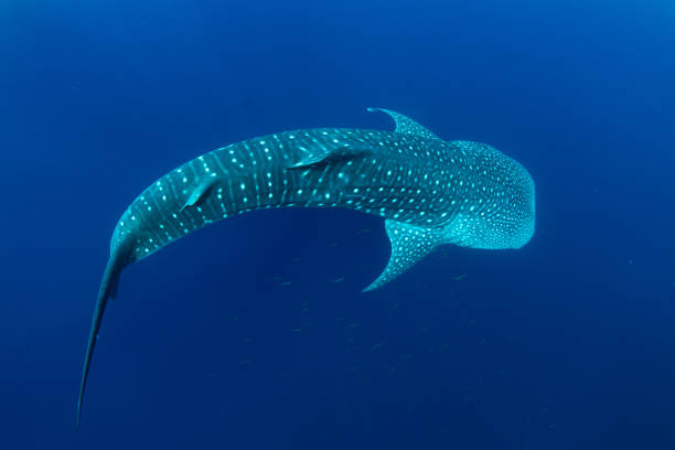 istock A Whale Shark Swims Near the Surface in Indonesia 2204961117
