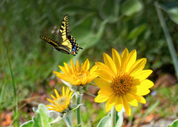 A selection of assorted images showcasing the vibrant colors of spring in a beautiful & unique way.