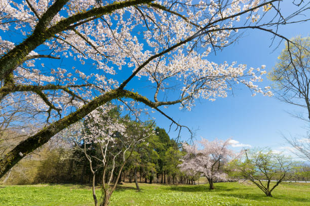 istock Cherry blossoms and blue skies on the plateau (Kuju Plateau, Taketa City, Oita Prefecture) 2204962220