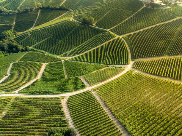 vigneti delle langhe dal drone - langhe foto e immagini stock