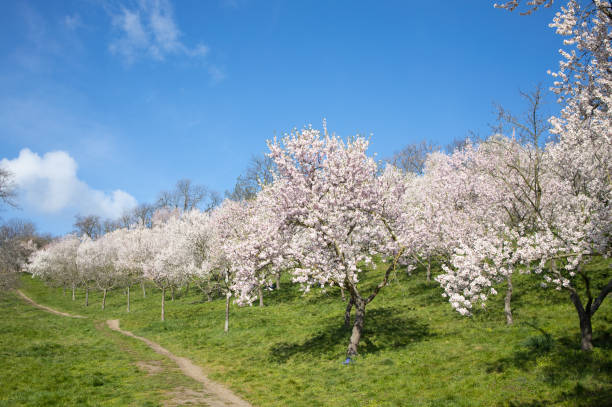 Garden of white flowering trees on a sunny spring day
