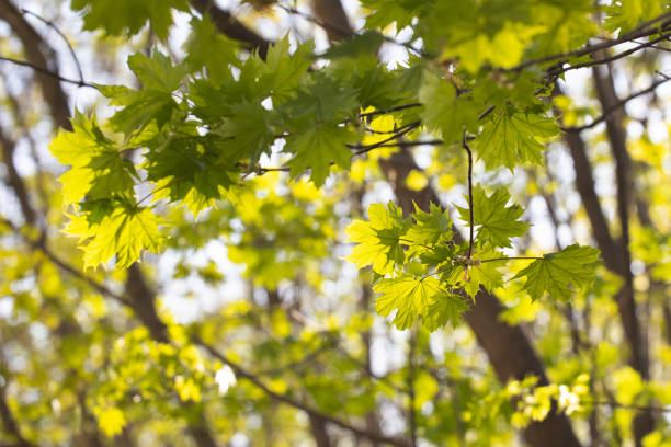 istock Young green maple leaves on a sunny spring day 2204967050