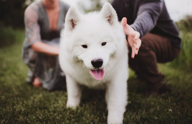White Samoyed dog walking with pet owners behind him