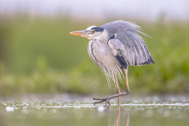 istock Grey Heron walking in shallow water 2204972341